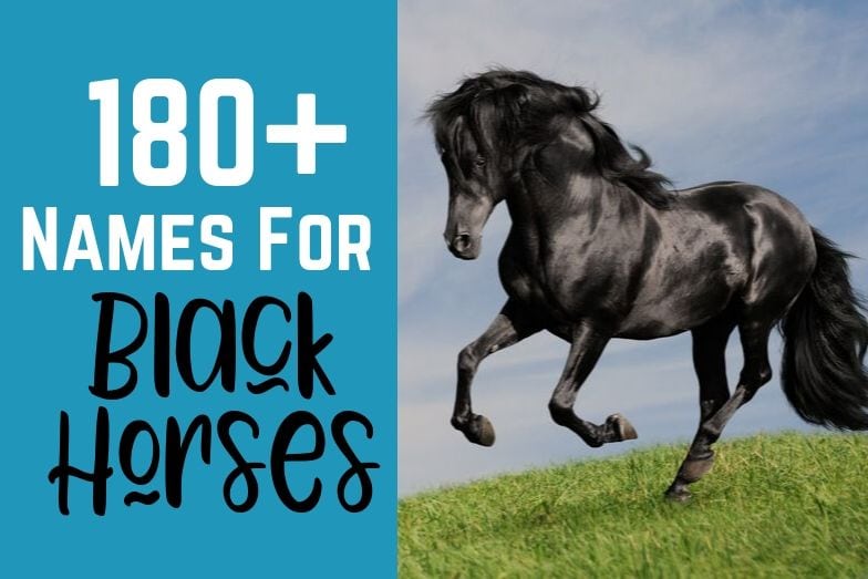 best name for black horse