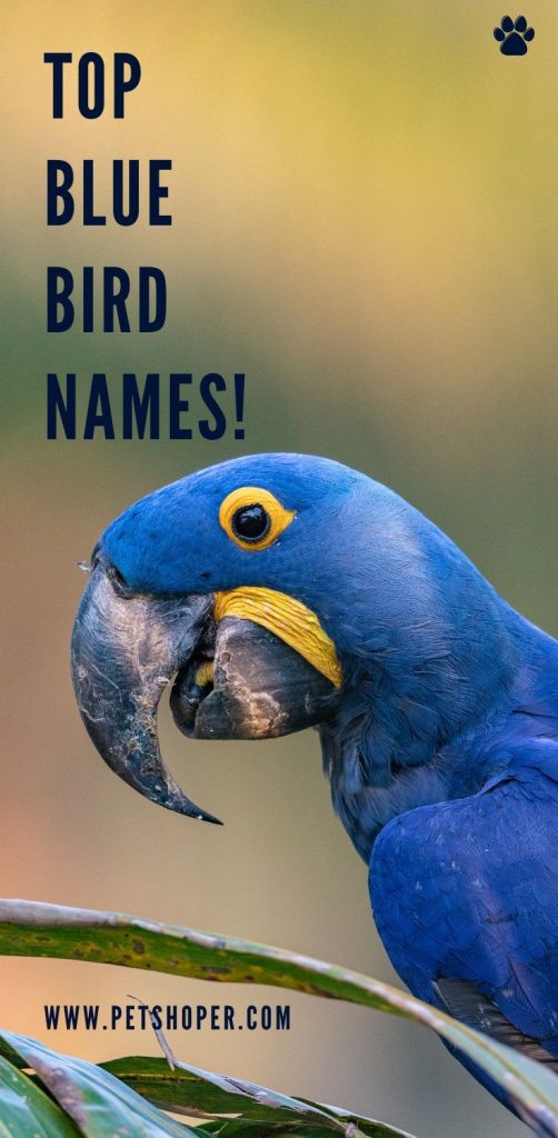 best name for blue bird