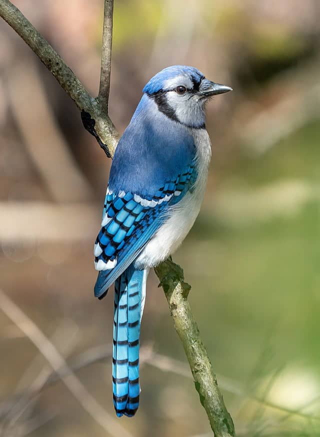 best name for blue jay