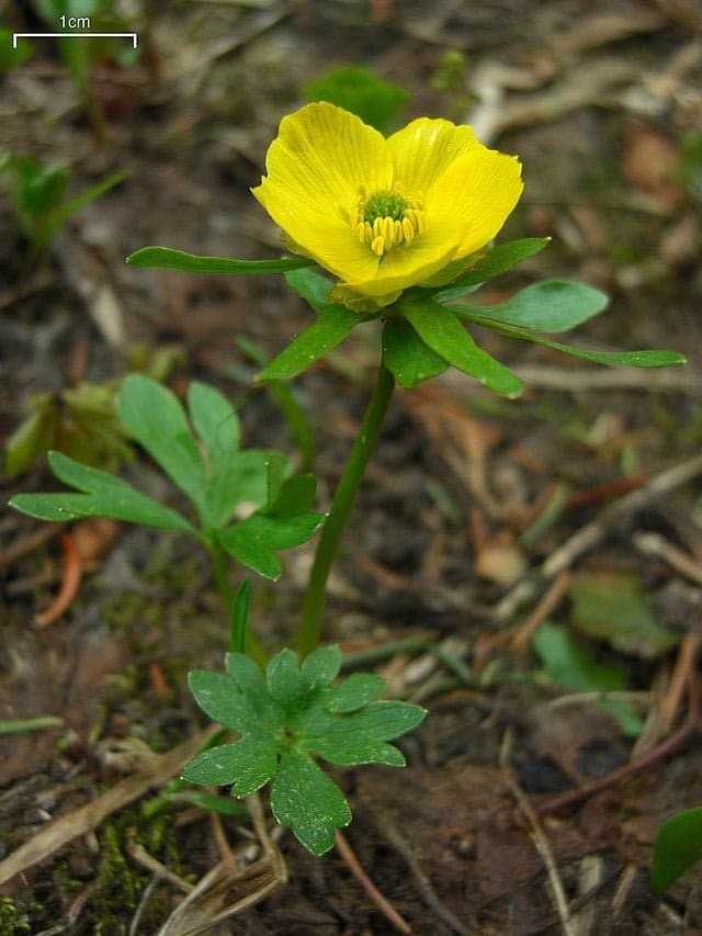 best name for buttercup flowers