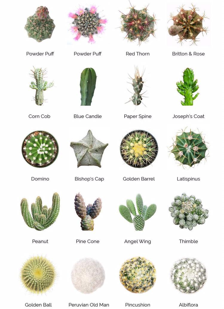 best name for cactus