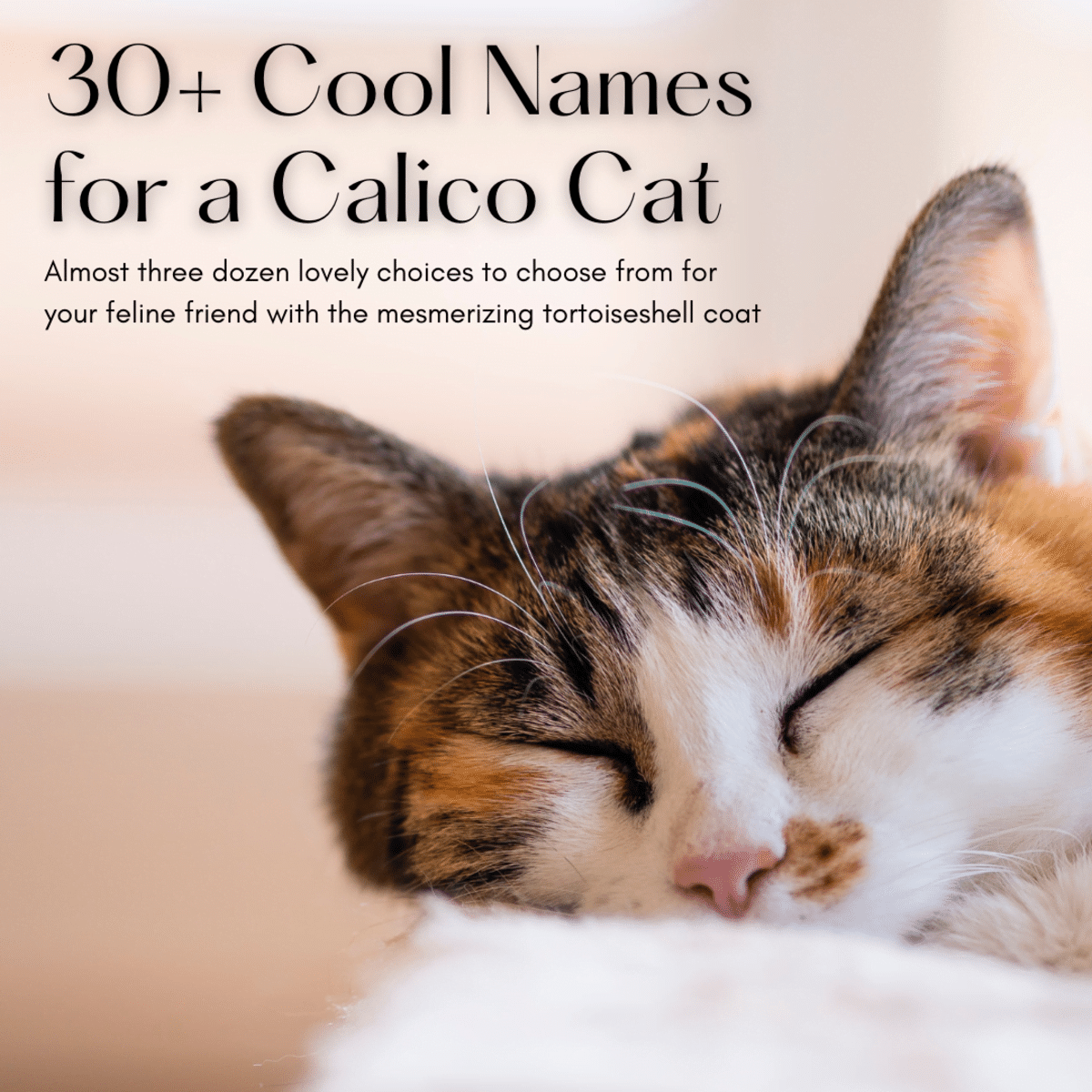 best name for calico cat