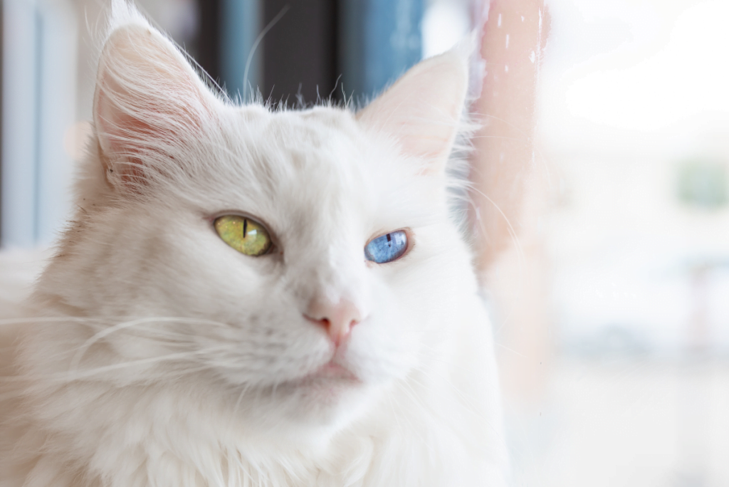 best name for cat with two different colored eyes