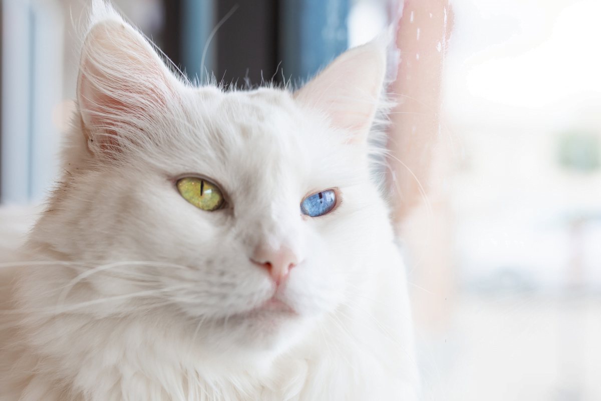 best name for cat with two different colored eyes