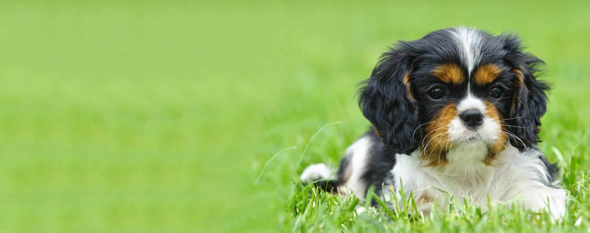 best name for cavalier king charles puppy scaled
