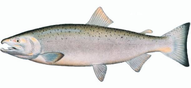 best name for coho salmon