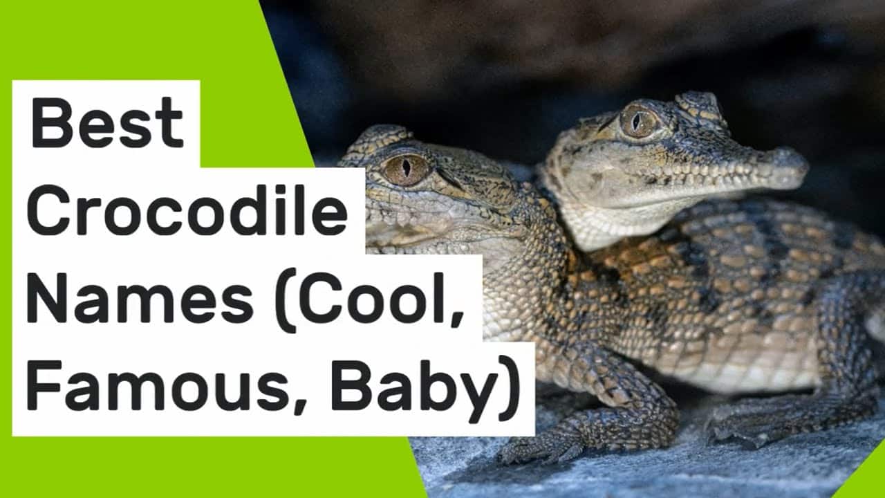 best name for crocodile
