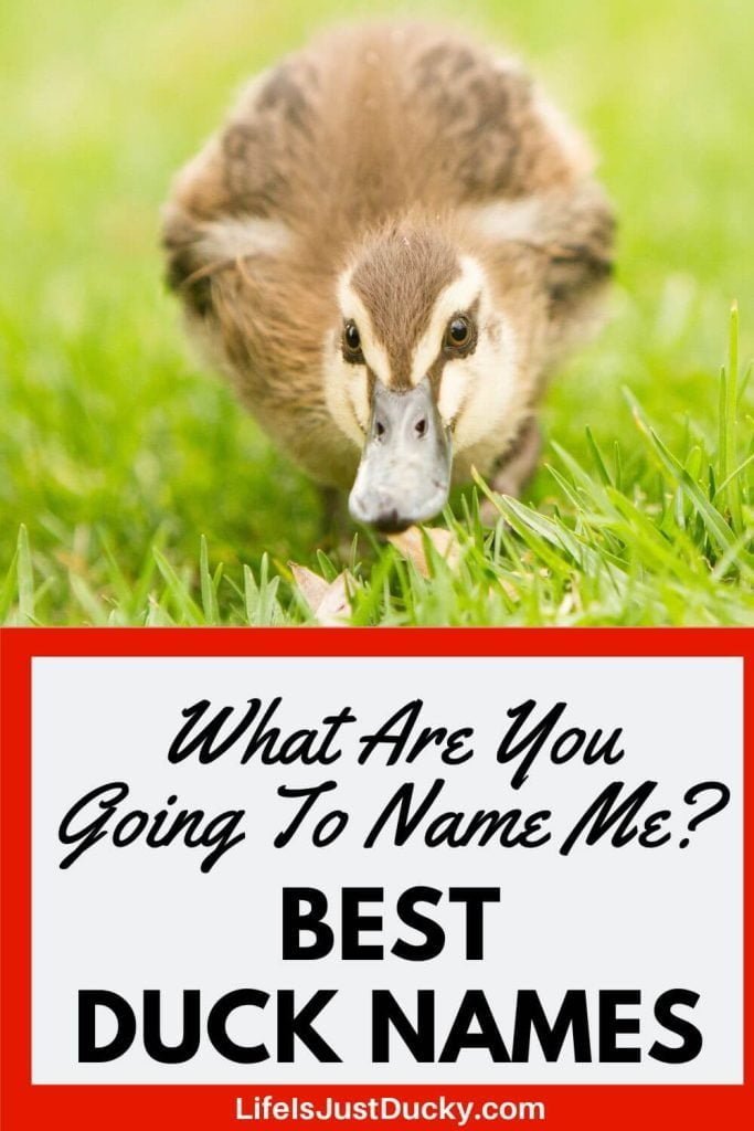 best name for duck feet