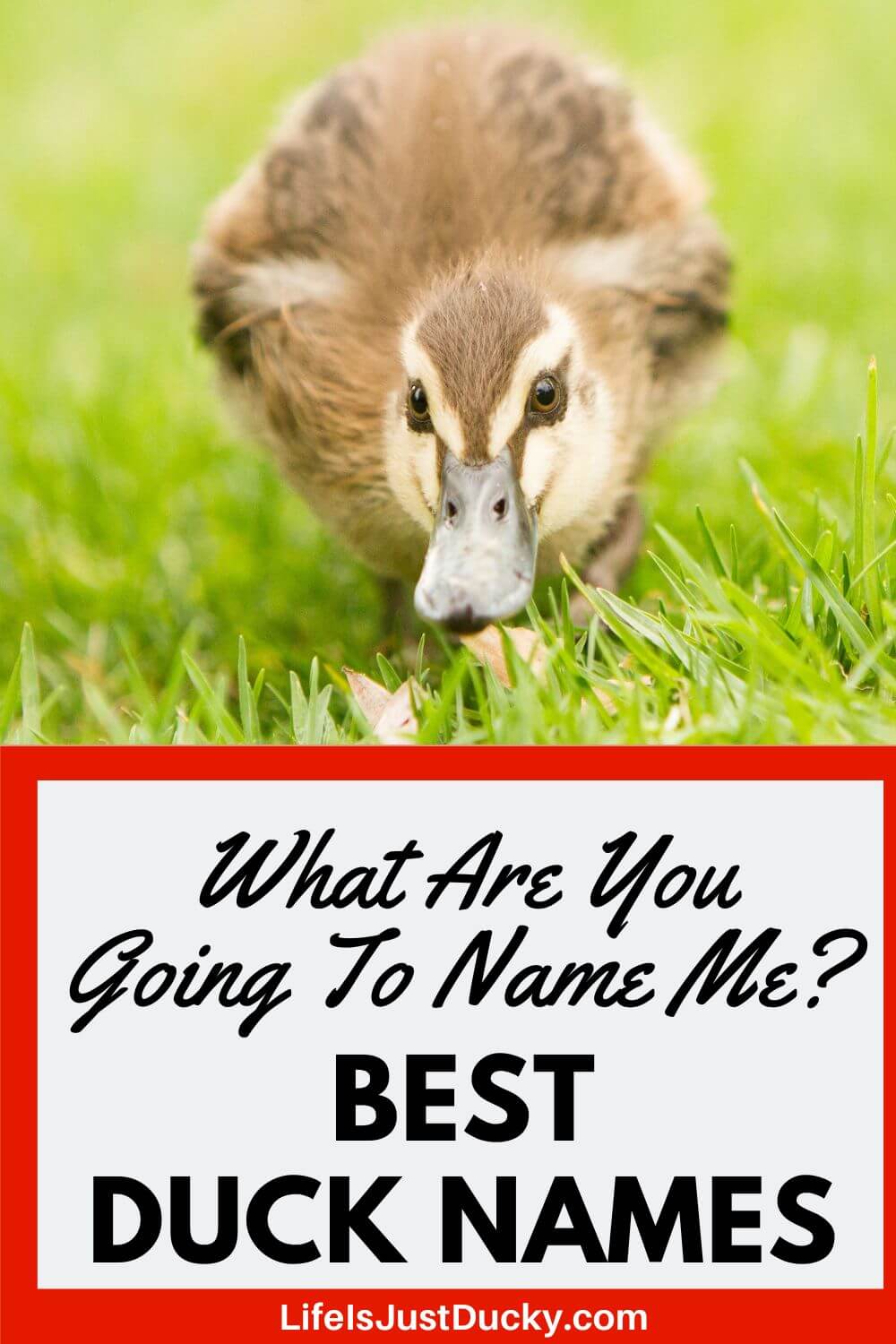 best name for duck feet