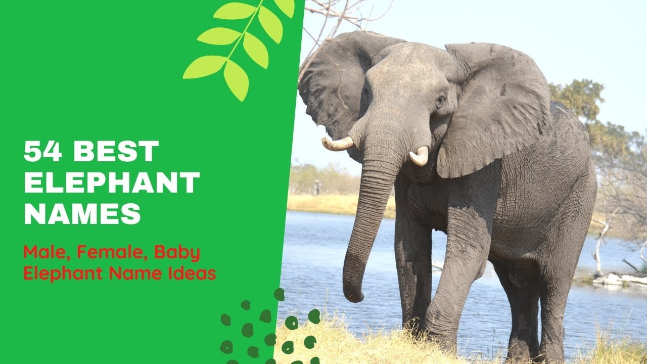 best name for female elephant