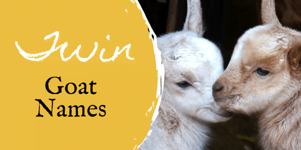 best name for female goat