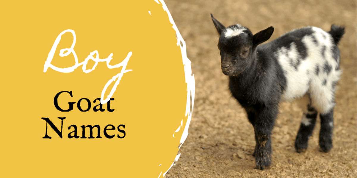 best name for goats