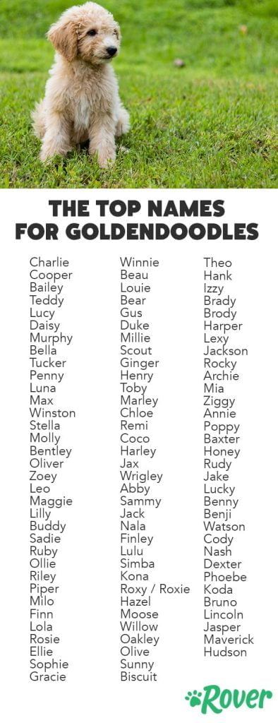 best name for goldendoodle