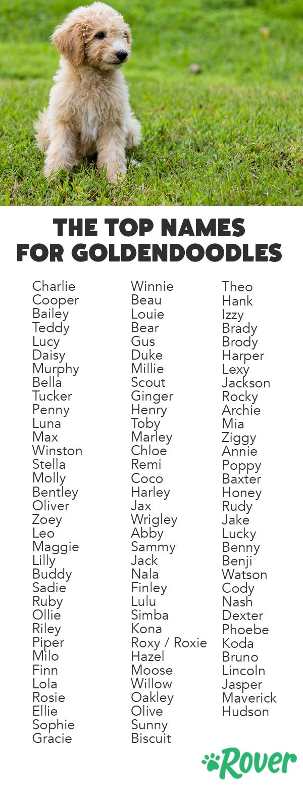 best name for goldendoodle