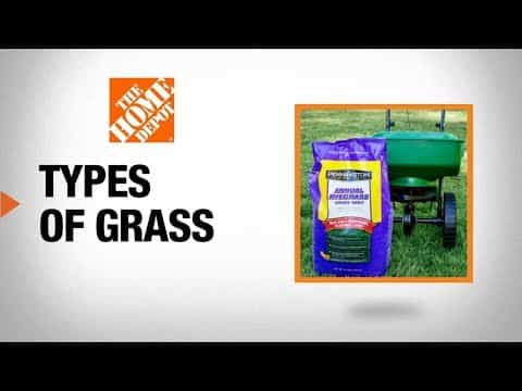 best name for grass