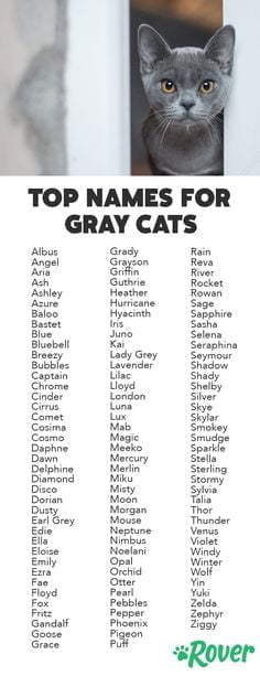best name for gray cat