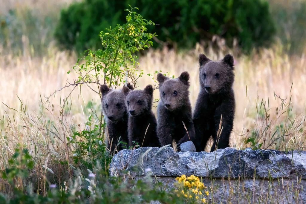 best name for group of bears