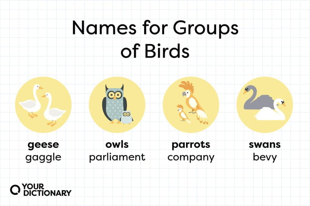best name for group of birds
