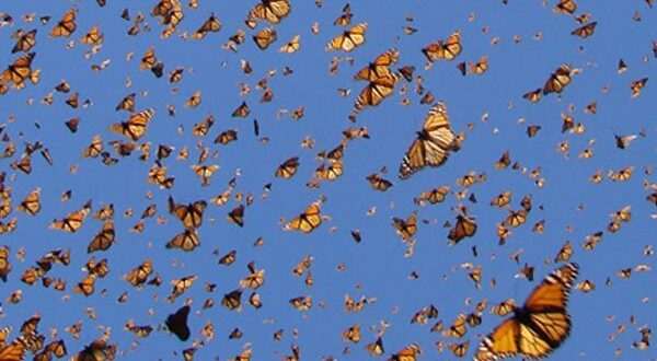 best name for group of butterflies