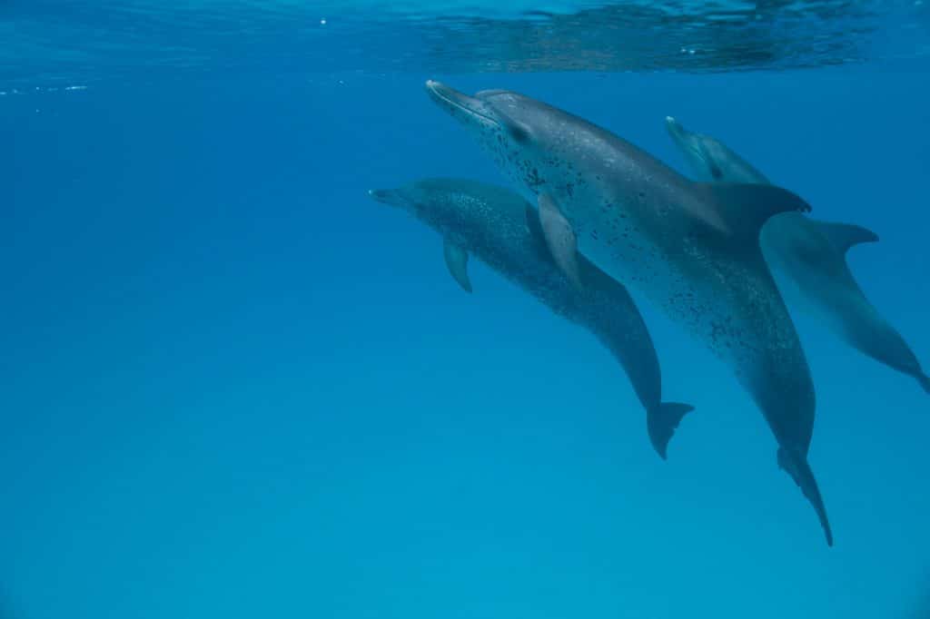 best name for group of dolphins