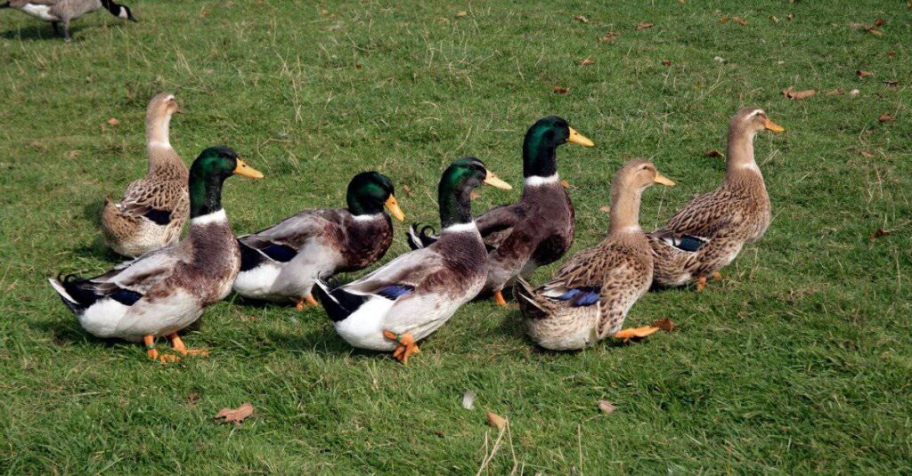 best name for group of ducks