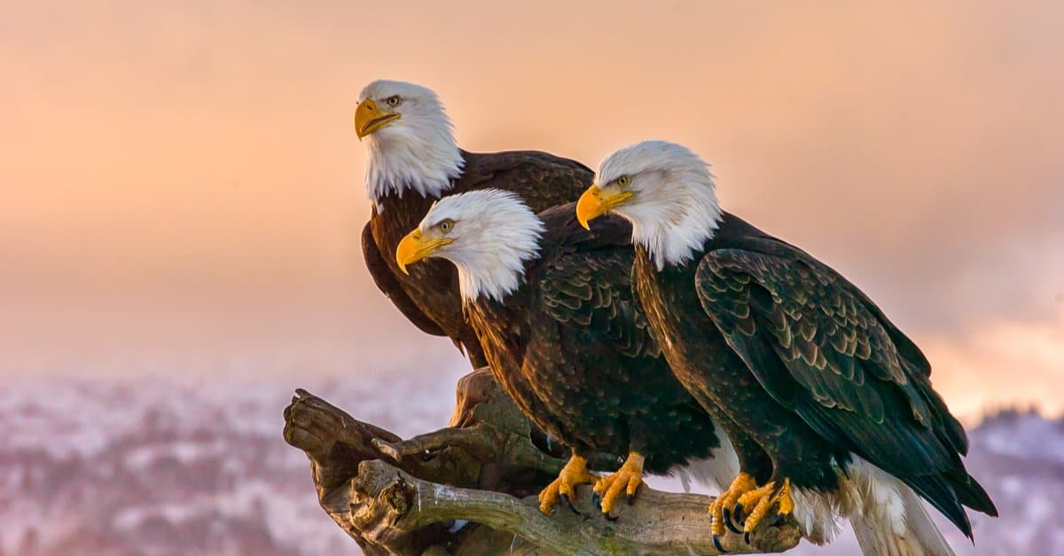 best name for group of eagles