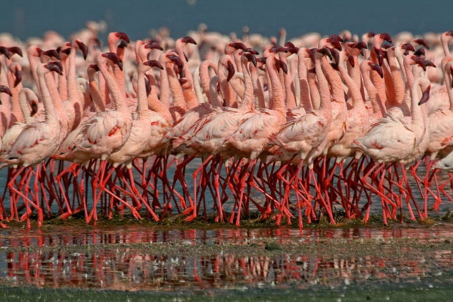 best name for group of flamingos