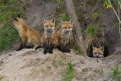 best name for group of foxes