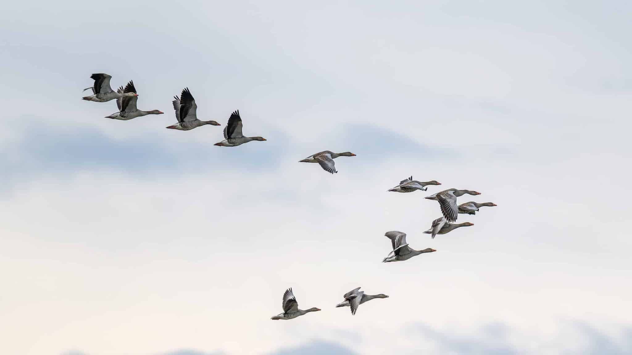 best name for group of geese