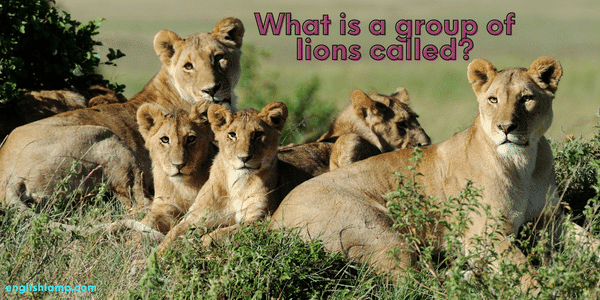 best name for group of lions
