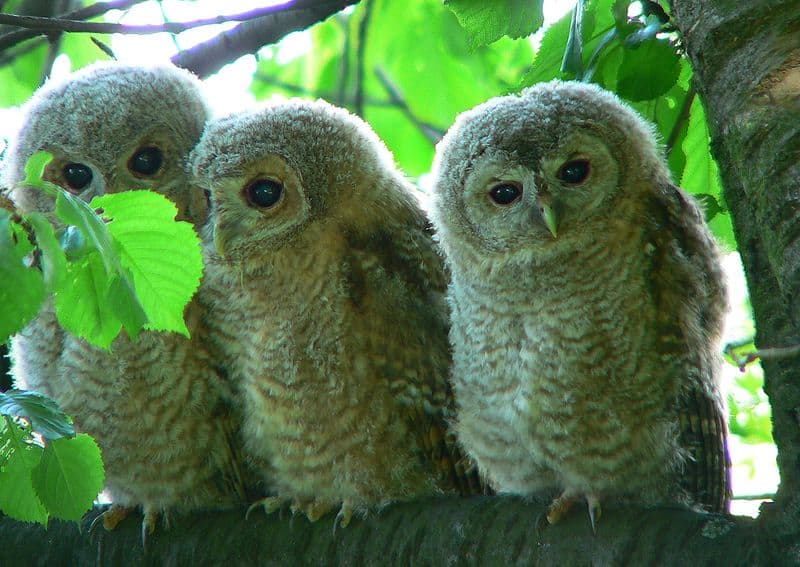 best name for group of owls