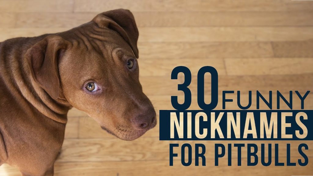 best nickname for pitbull