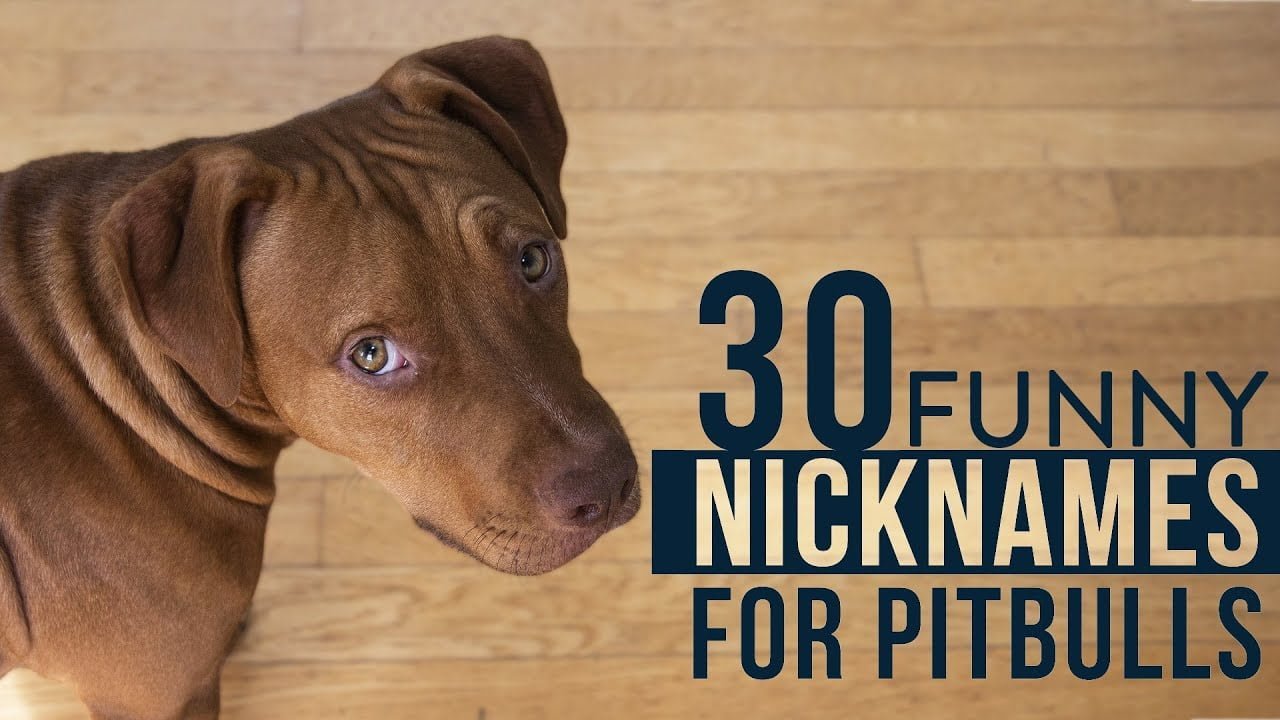 best nickname for pitbull
