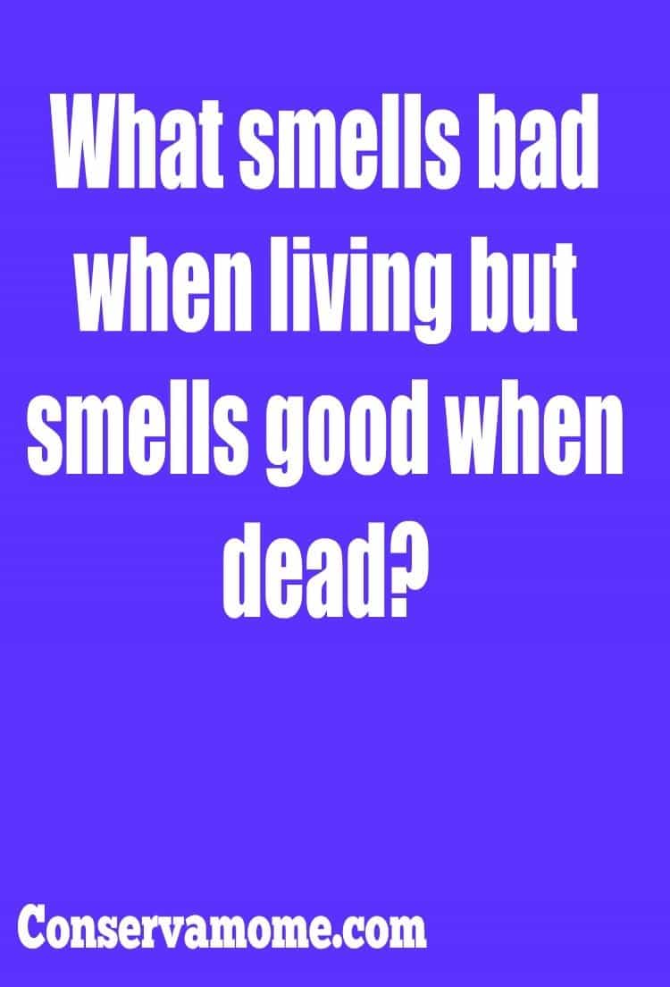 best terrible riddles