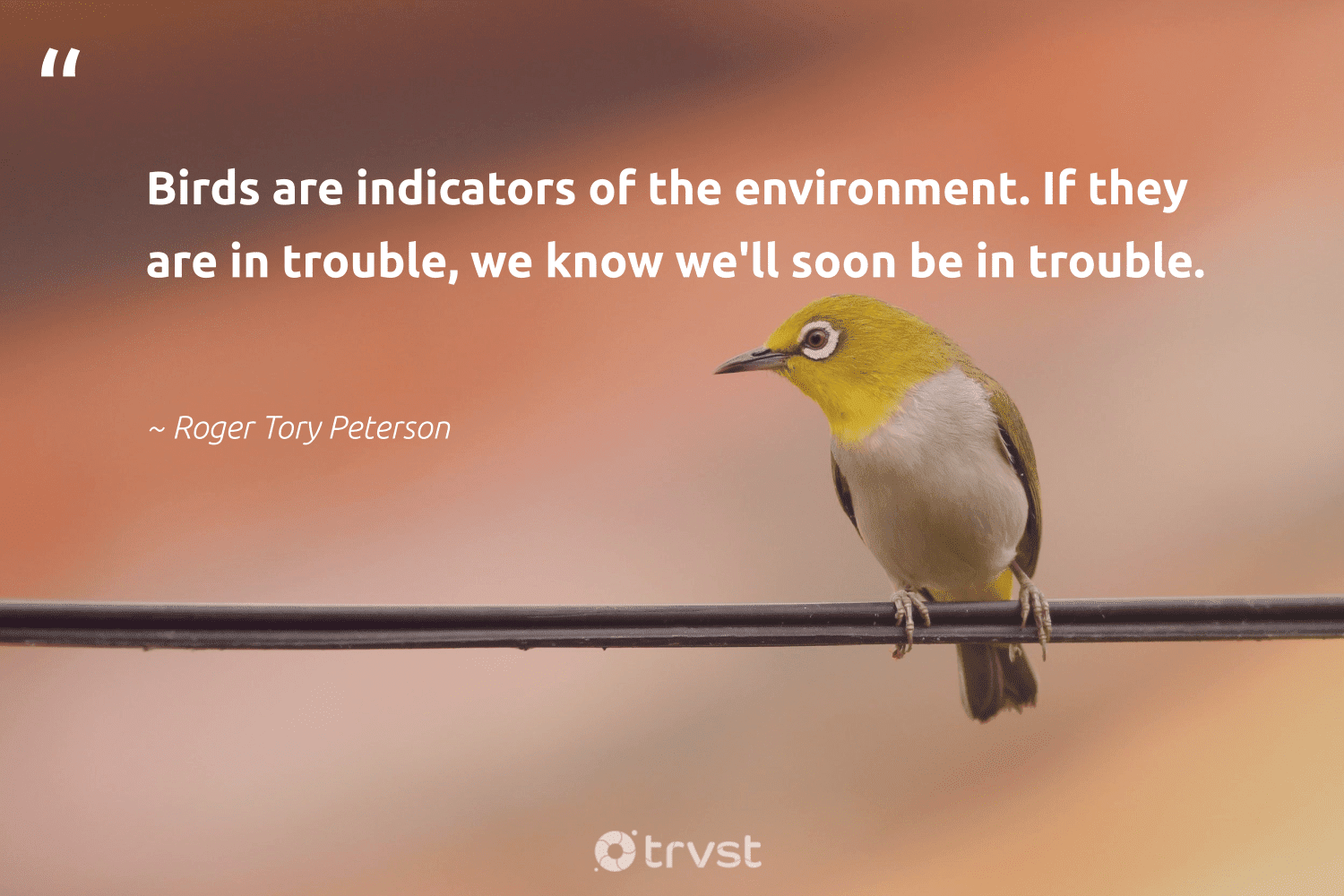 best bird quotes