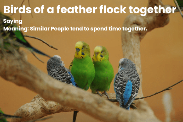 best birds of a feather flock together similar quotes