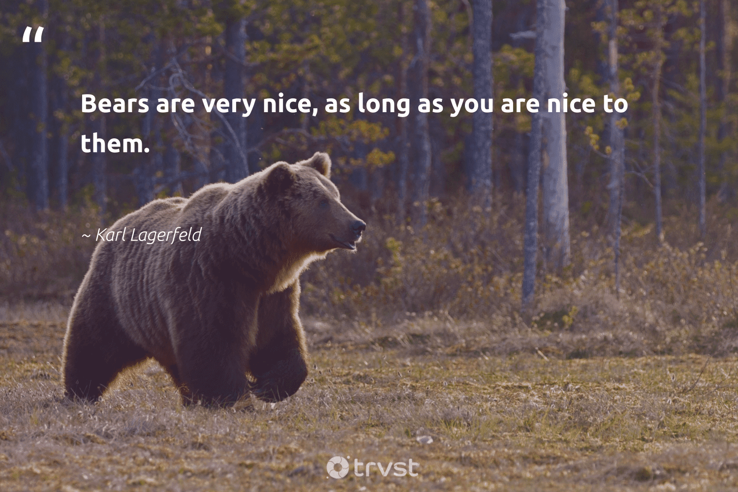 best black bear quotes