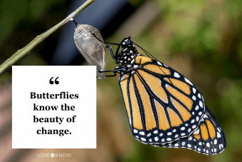 best butterfly quotes for instagram