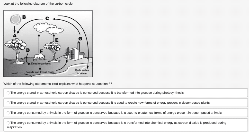 best carbon cycle questions