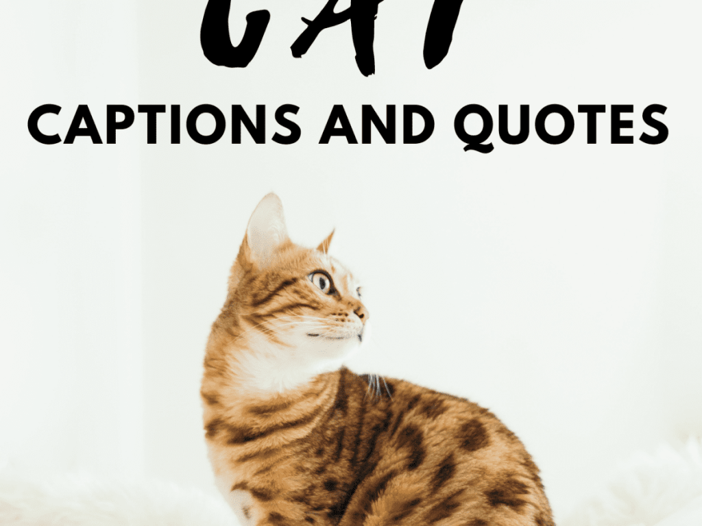 best cat quotes for instagram