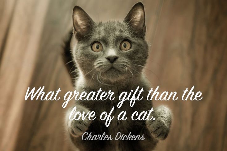 best cat quotes