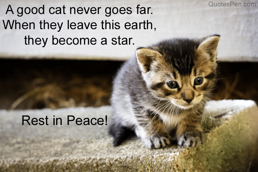 best cat rip quotes