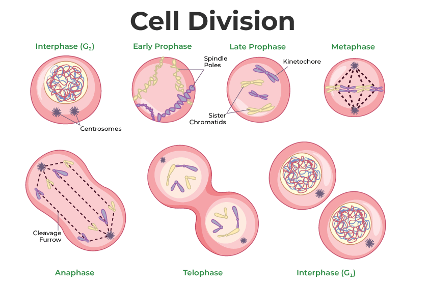 best cell division questions