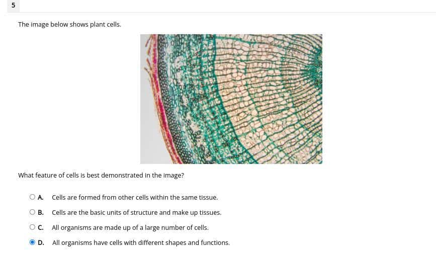 best cells questions