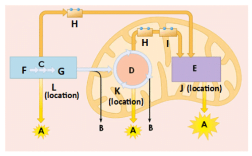 best cellular respiration questions