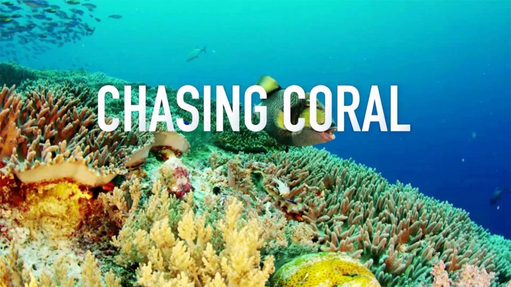 best chasing coral questions