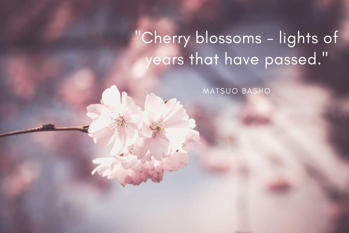 best cherry tree quotes
