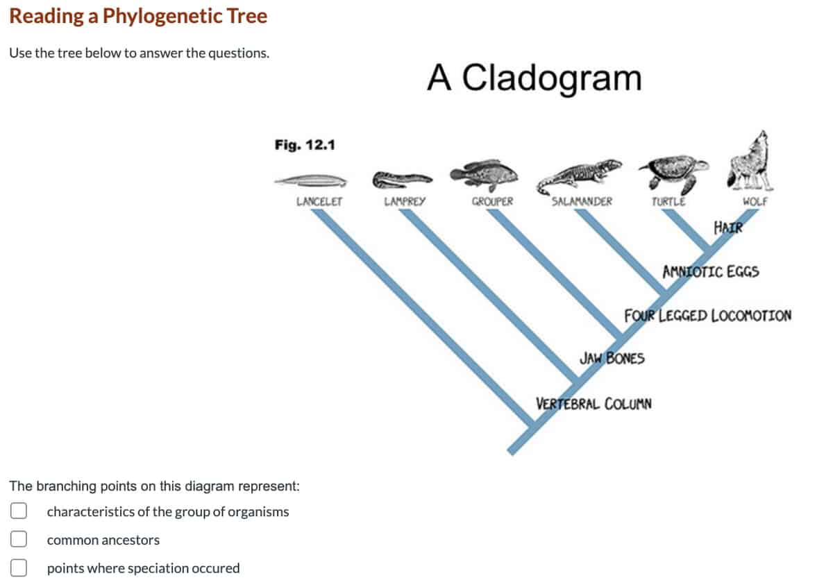 best cladogram questions