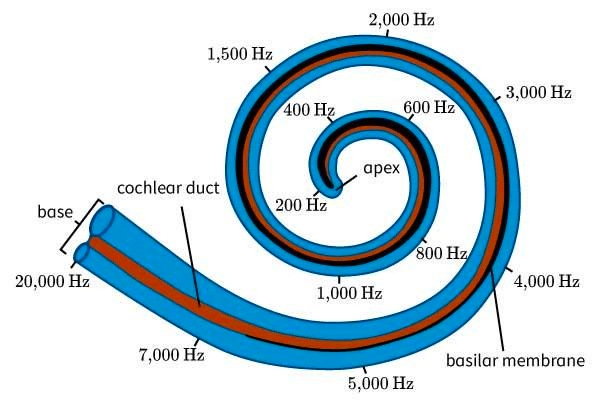 best coclia questions