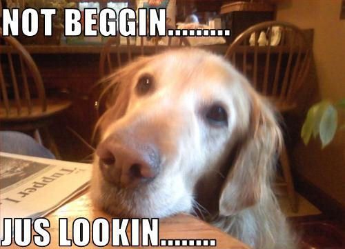 best dog begging for food quotes
